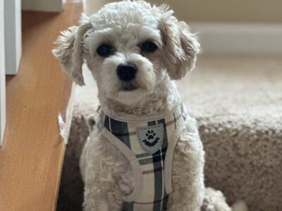 Little Coco