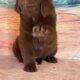 AKC Newfoundland’s Full Registration