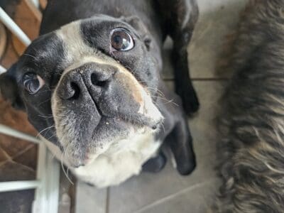 Rehome dog