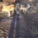 Rehoming Pregnant American Akita Female