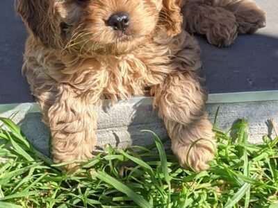 Cavoodle Puppies Ready for Their Forever Home!