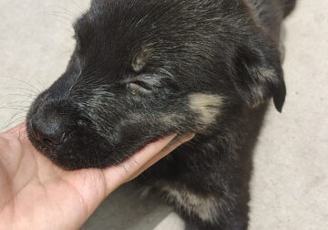Cane Corso/golden retriever/German shepard