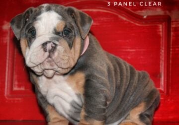 Donna Blue Tri Female