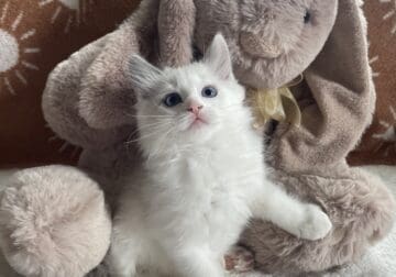 Ragdolls ready soon!