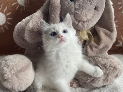 Ragdolls ready soon!