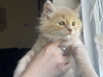Maine Coon Kittens