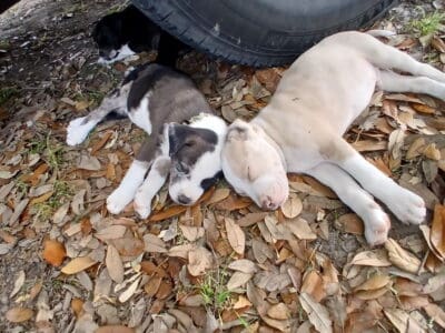 puppies to a good home