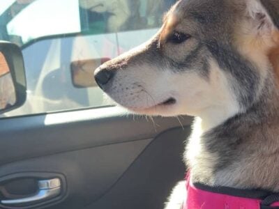 7M wolf puppy