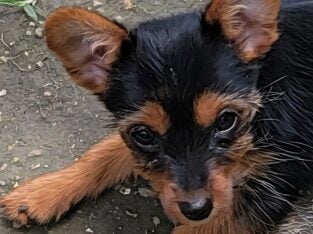 Tinkerbell. Yorkie cross