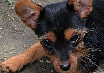 Tinkerbell. Yorkie cross