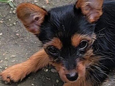 Tinkerbell. Yorkie cross