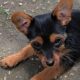 Tinkerbell. Yorkie cross