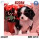 AKC CAVALIER PUPS