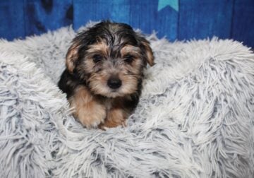 Morkie Puppies