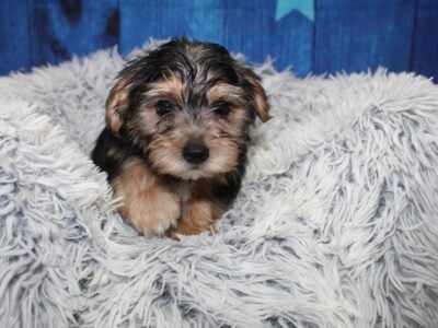 Morkie Puppies