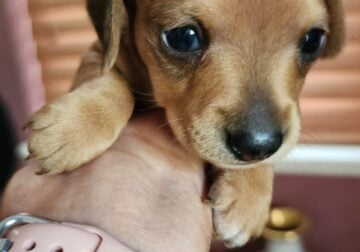 AKC miniature dachshund