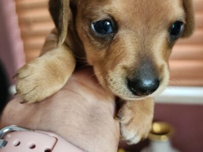 AKC miniature dachshund