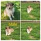 * lowered price * only 2 males left Rough Collie