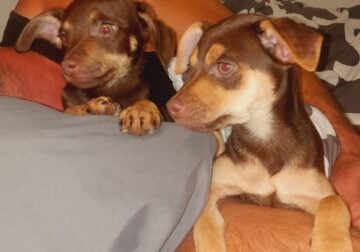 MINIATURE PINCHER PUPPYS FOR
