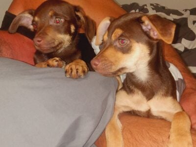 MINIATURE PINCHER PUPPYS FOR