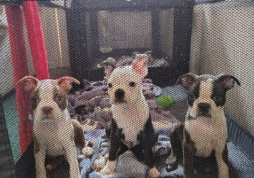 Boston Terrier puppies