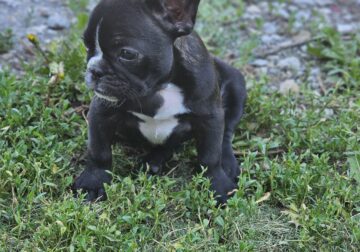 French bulldogs