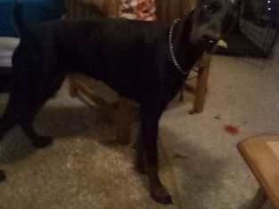 14 Month old Doberman