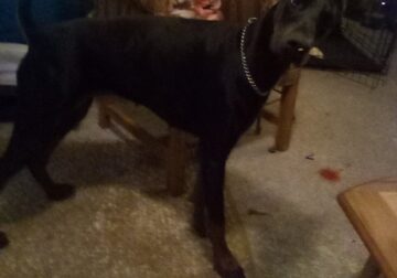14 Month old Doberman