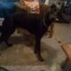 14 Month old Doberman