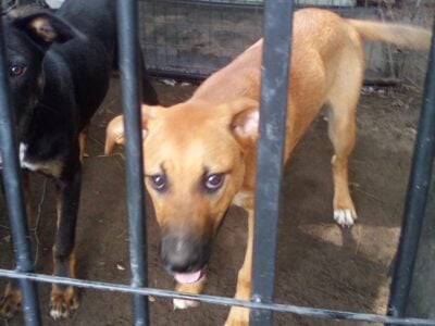 two male 7 months old rott and pit mix