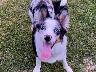ABCA – Full Intact Registered Border Collie