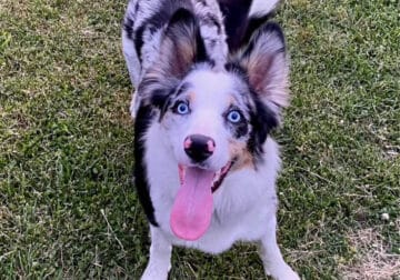 ABCA – Full Intact Registered Border Collie