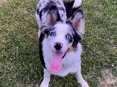 ABCA – Full Intact Registered Border Collie