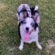 ABCA – Full Intact Registered Border Collie