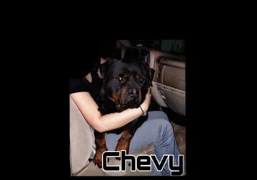 Rottweiler stud