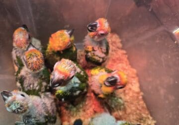 Bebe de sun conure