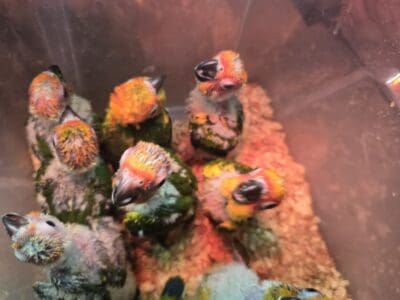 Bebe de sun conure