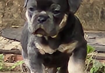 Male french bulldogs
