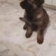 Purebred German Shepherd Puppies