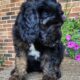 Copper – Male – Tri-Color Phantom Aussiedoodle