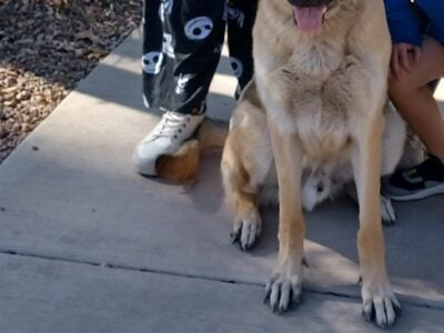 2 year old German Shepherd male