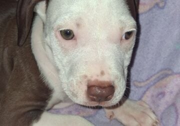 Free Puppies!