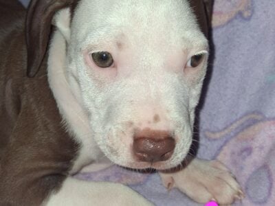Free Puppies!
