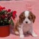 AKC CAVALIER PUPS