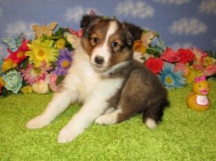 AKC Sheltie Puppies Ready Now Sable and Tricolor