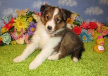 AKC Sheltie Puppies Ready Now Sable and Tricolor
