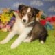 AKC Sheltie Puppies Ready Now Sable and Tricolor