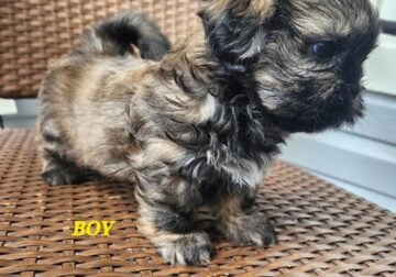 NAPR Registered Shih Tzu’s 2 Male & 1 female
