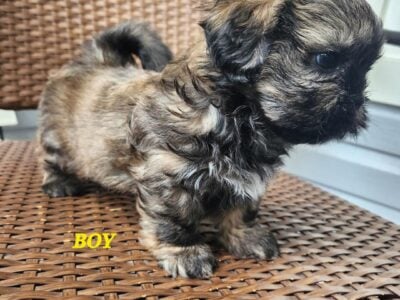 NAPR Registered Shih Tzu’s 2 Male