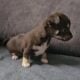Purebred Chihuhua females